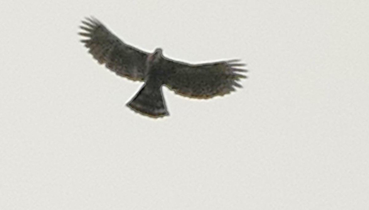 Ornate Hawk-Eagle - ML491066531