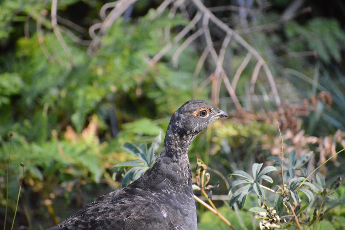 eBird Checklist 6 Oct 2022 Zigzag Ranger Station, Corbett USOR 45.
