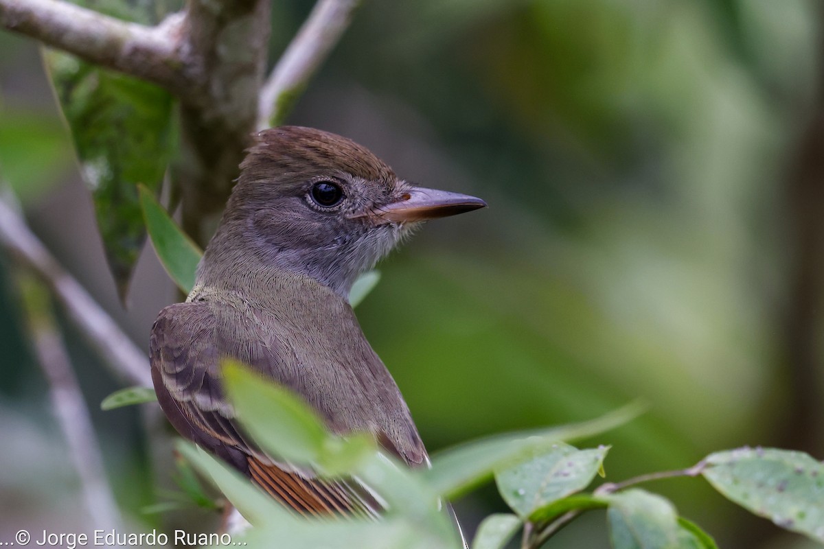 Great Crested Flycatcher - ML491074091