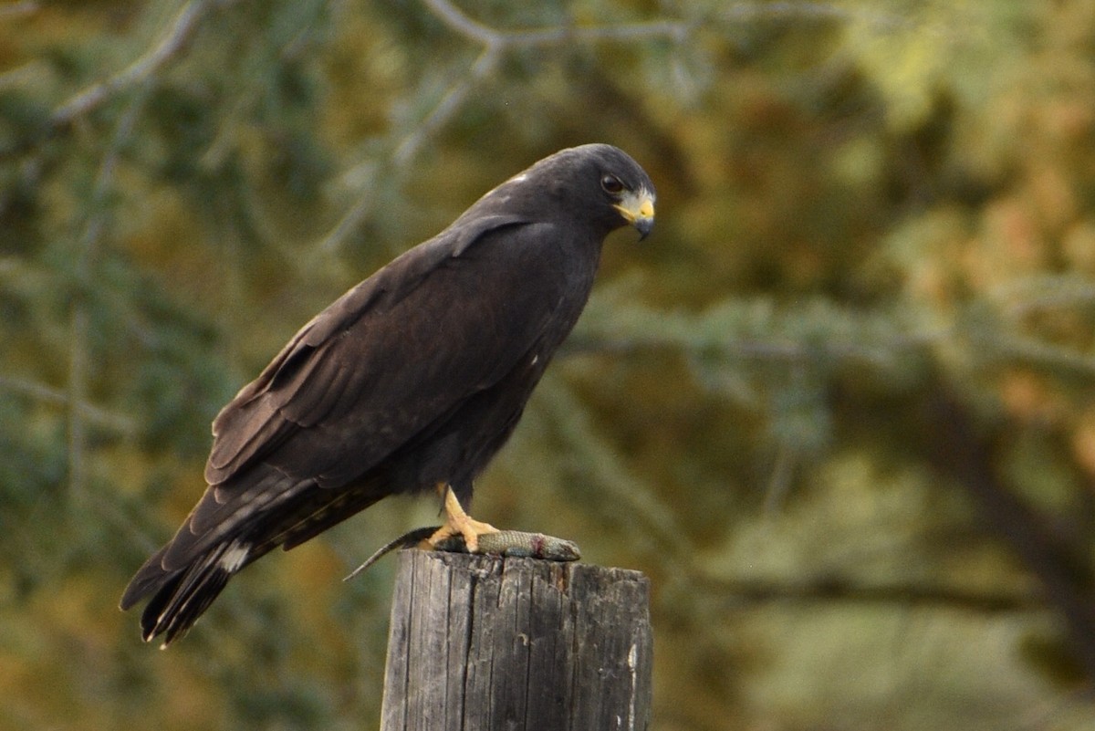 Zone-tailed Hawk - Jayne Bartlett