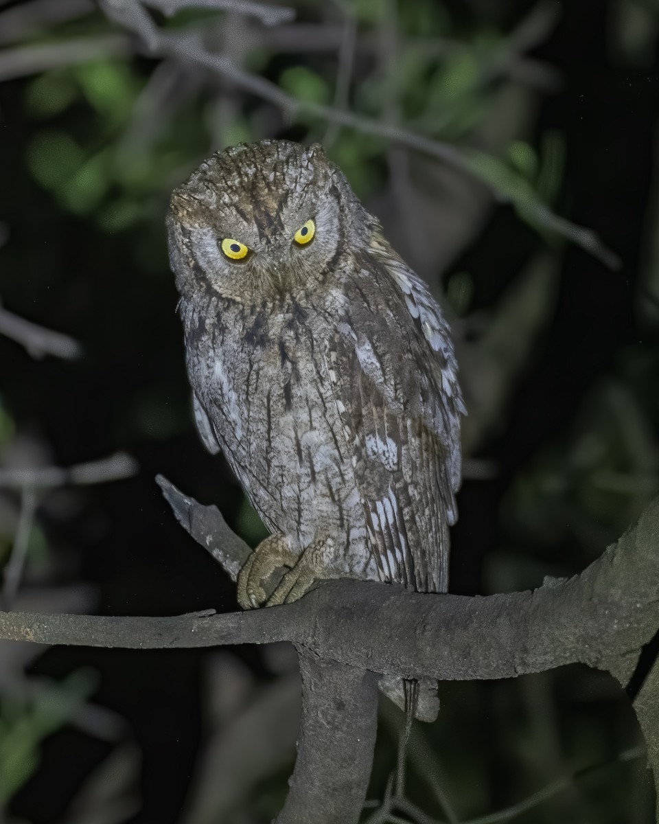 Eurasian Scops-Owl - ML491076581
