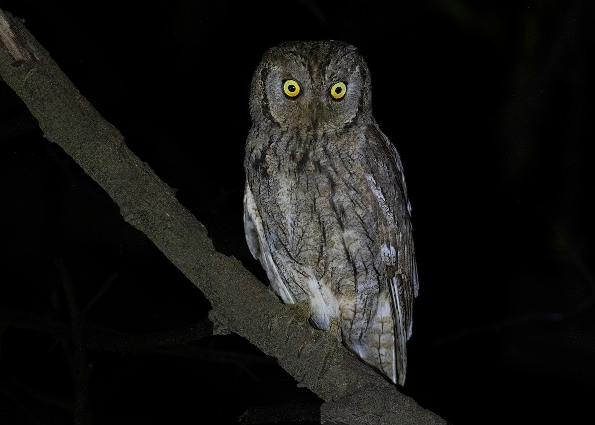 Eurasian Scops-Owl - ML491076591