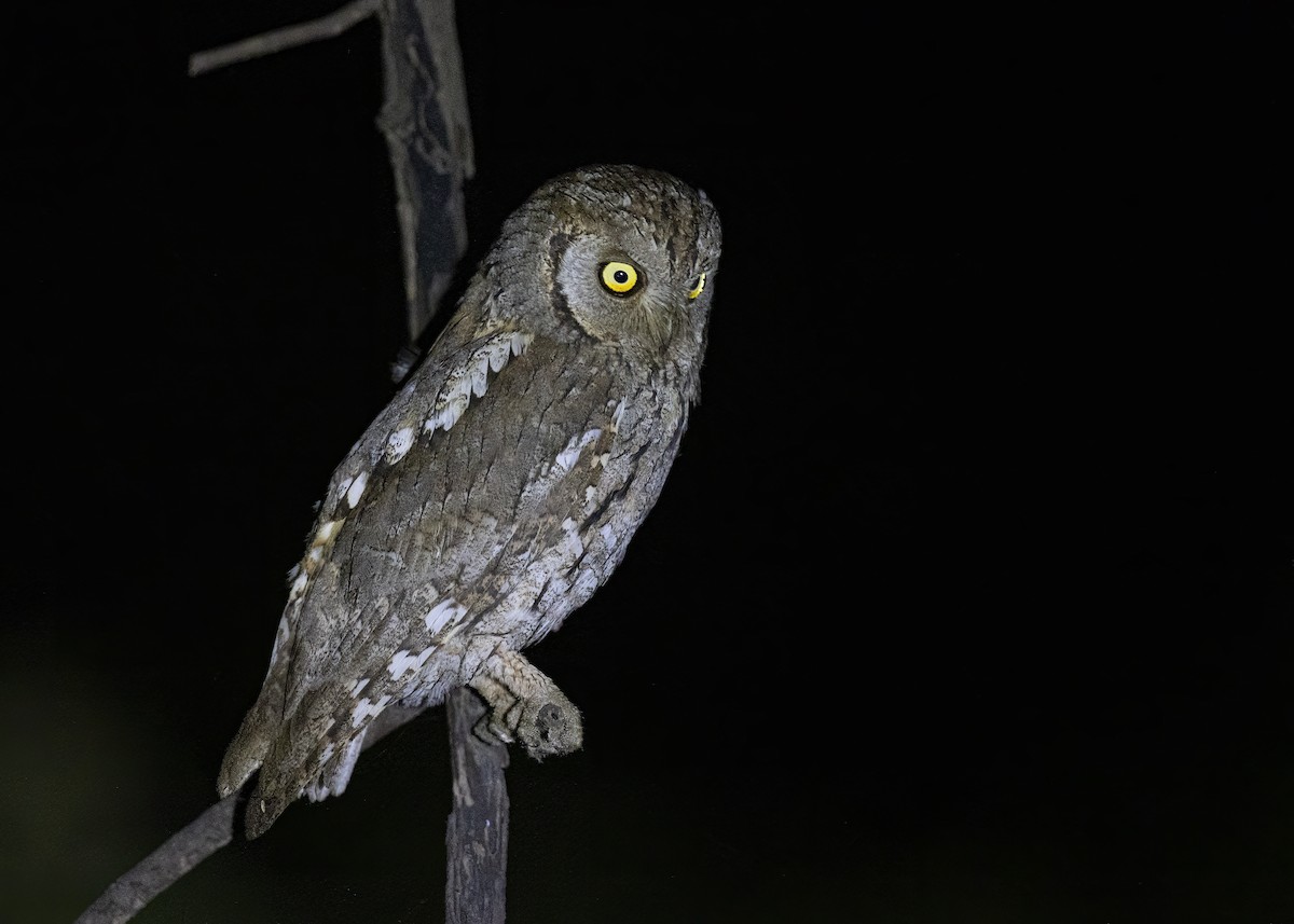 Eurasian Scops-Owl - ML491077901