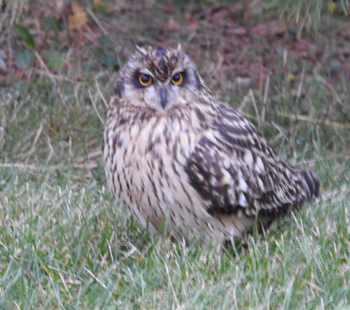 Short-eared Owl - ML491083281