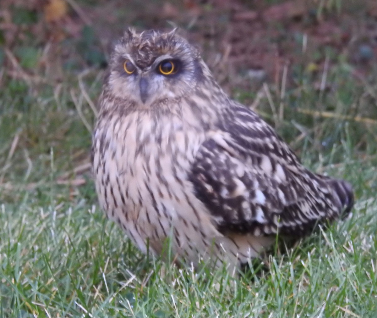Short-eared Owl - ML491083311