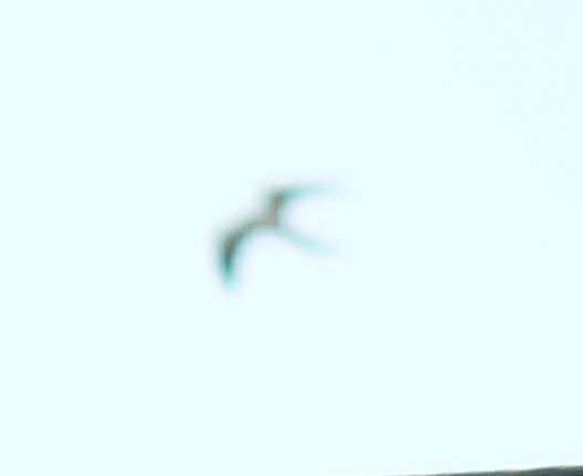 Swallow-tailed Kite - ML491084481