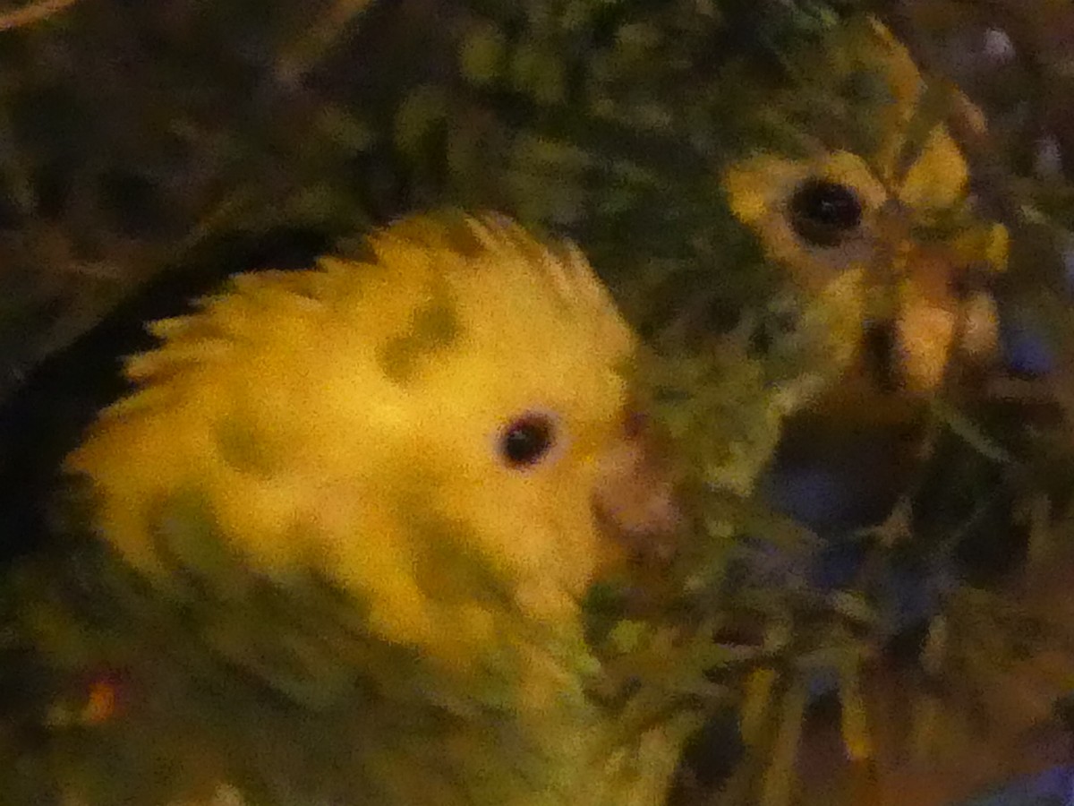 Yellow-headed Parrot - ML491089501