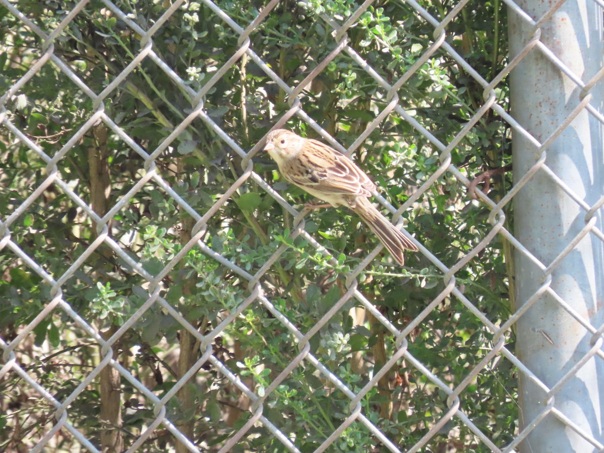 Clay-colored Sparrow - ML491094511
