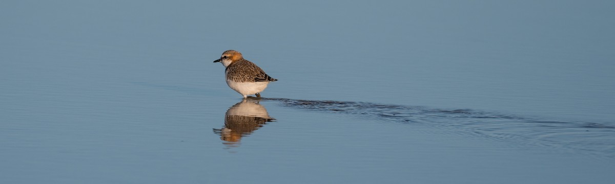 Red-capped Plover - ML491095201