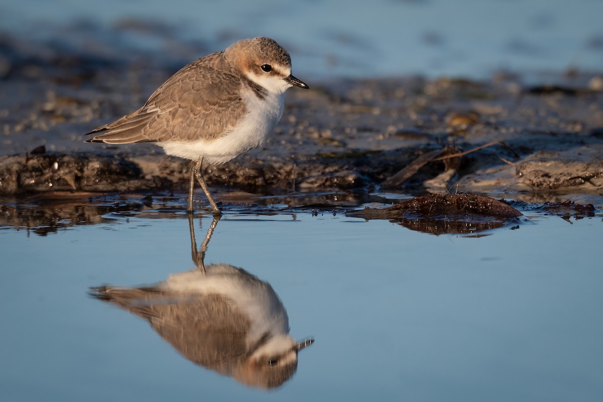 Red-capped Plover - ML491095251