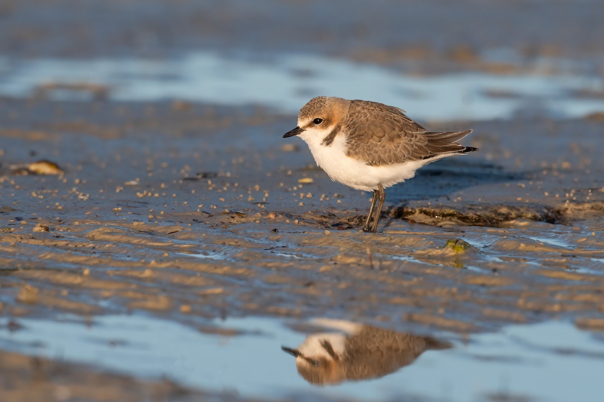 Red-capped Plover - ML491095261