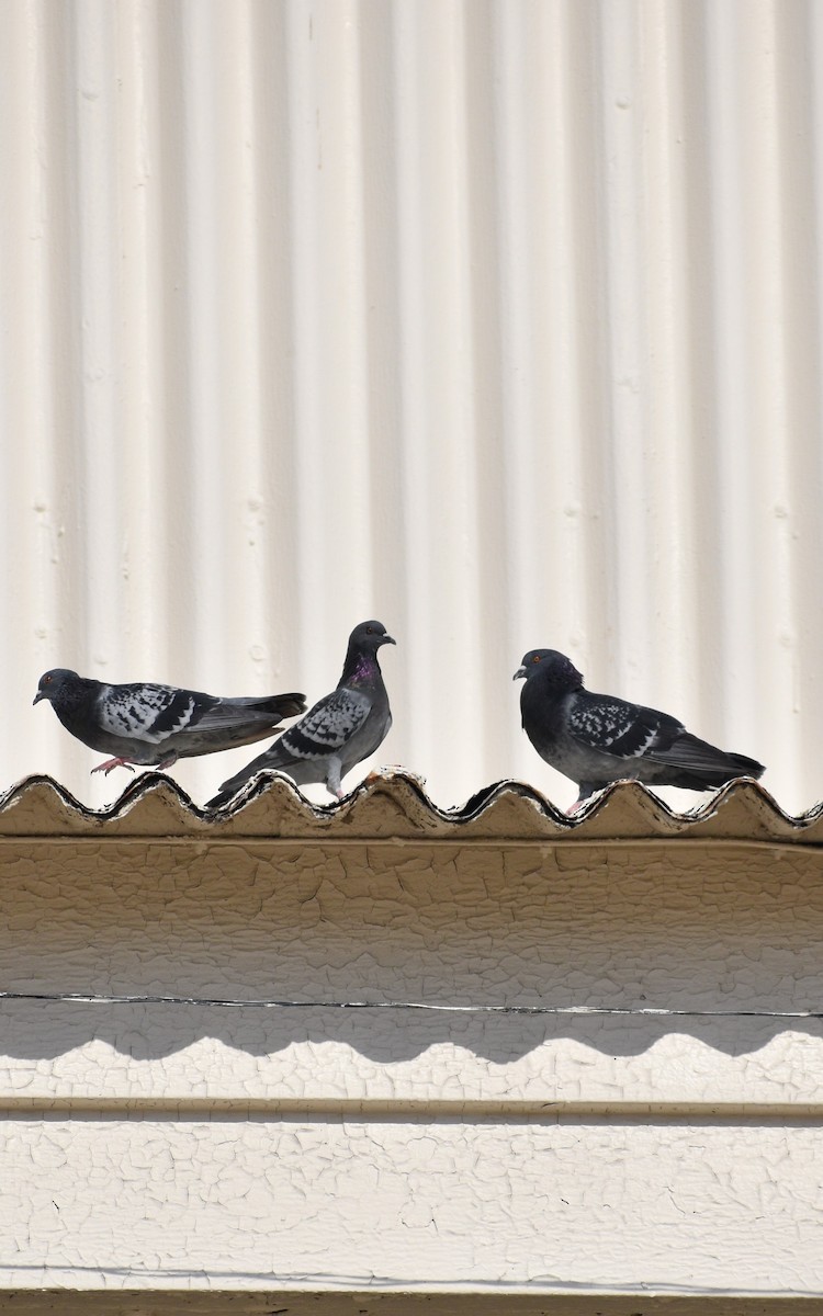 Rock Pigeon (Feral Pigeon) - ML491095951