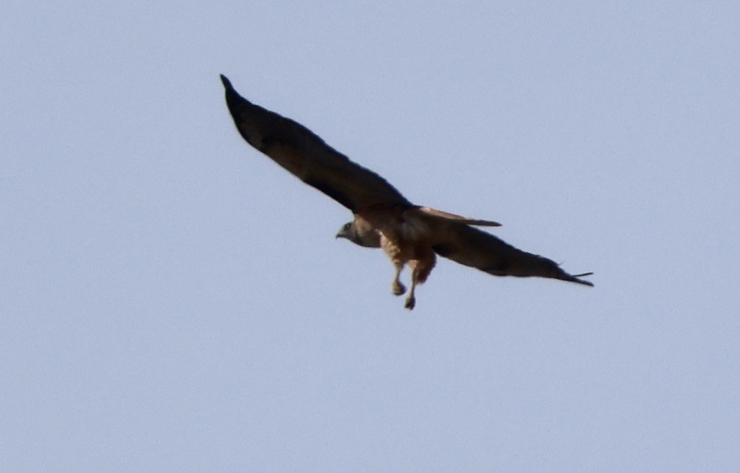 Red-tailed Hawk (calurus/alascensis) - ML491098491