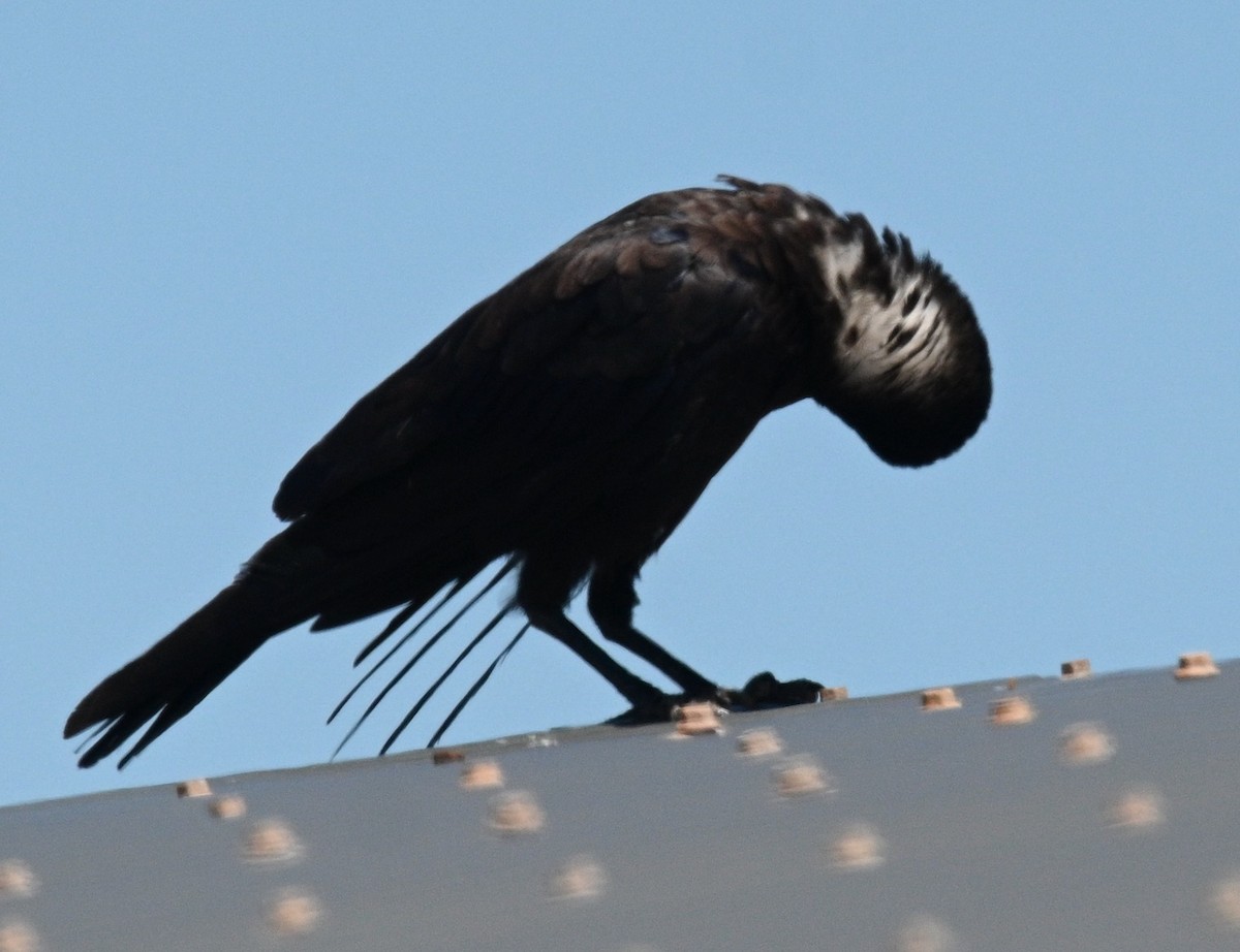 Torresian Crow - ML491099721
