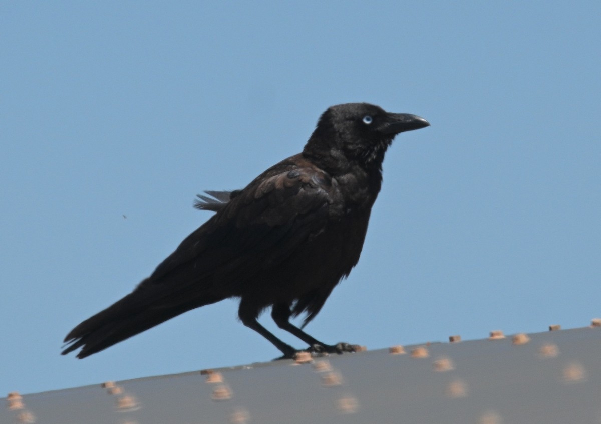 Torresian Crow - ML491099731