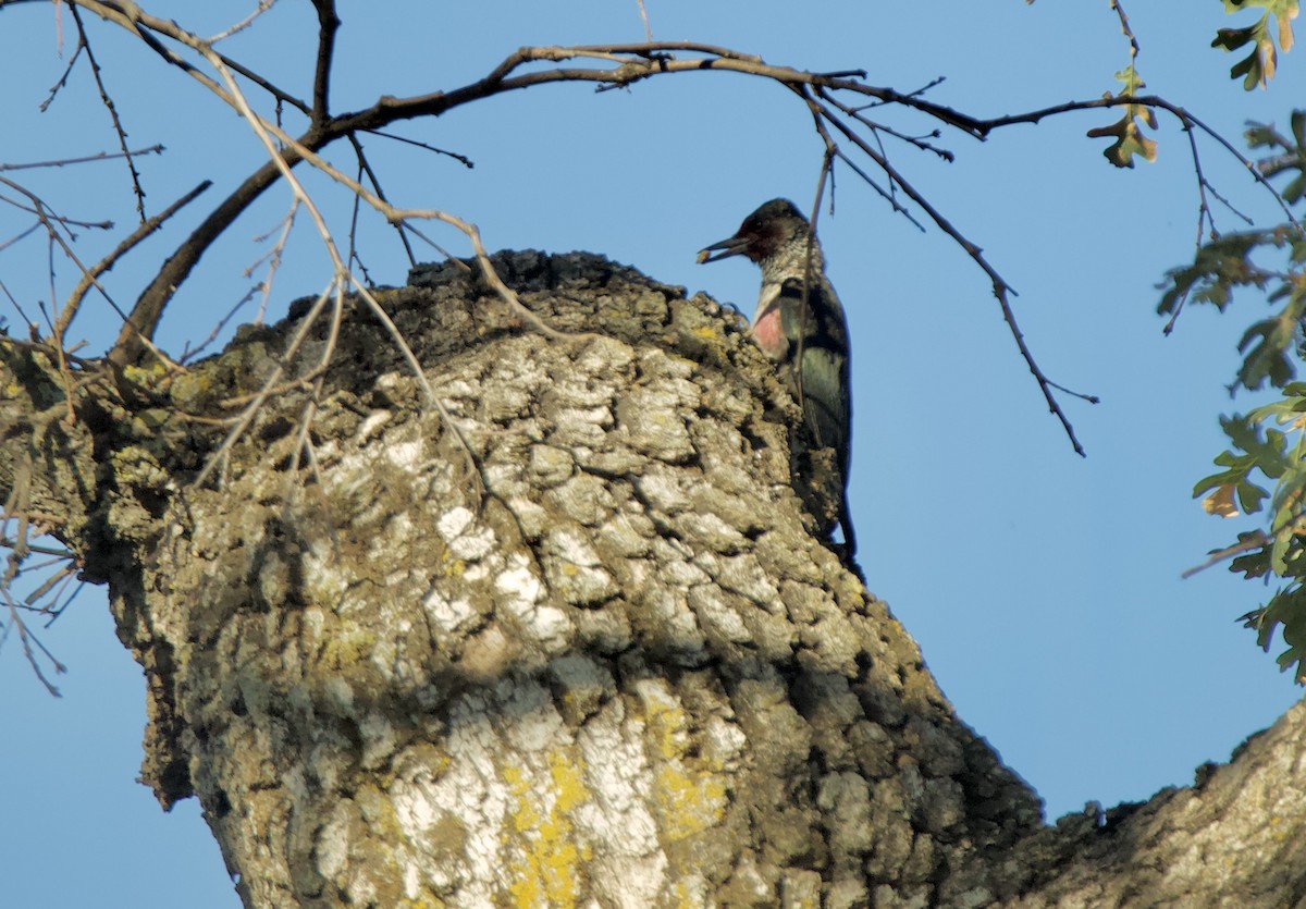 Lewis's Woodpecker - kasey foley