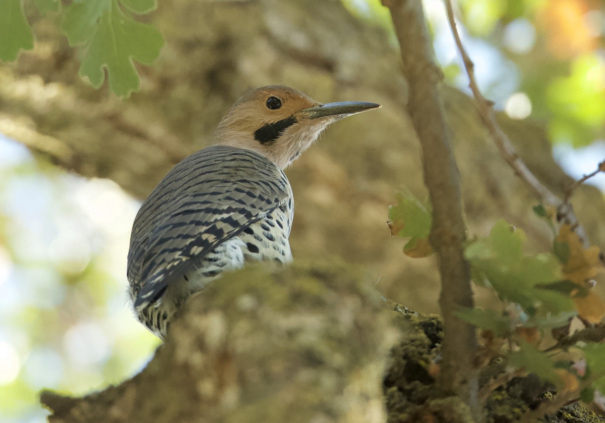 Northern Flicker (Yellow-shafted) - kasey foley