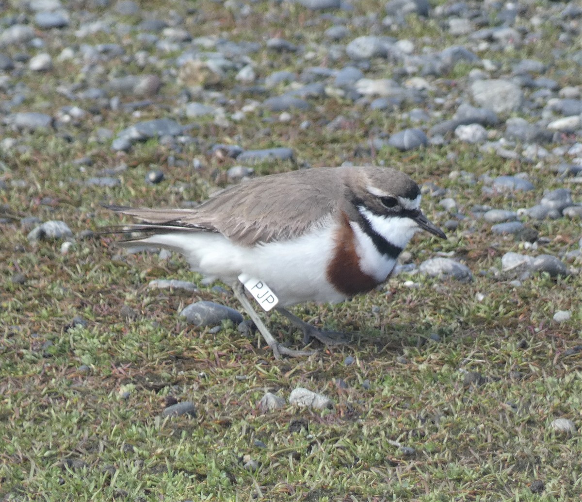 Double-banded Plover - ML491104081