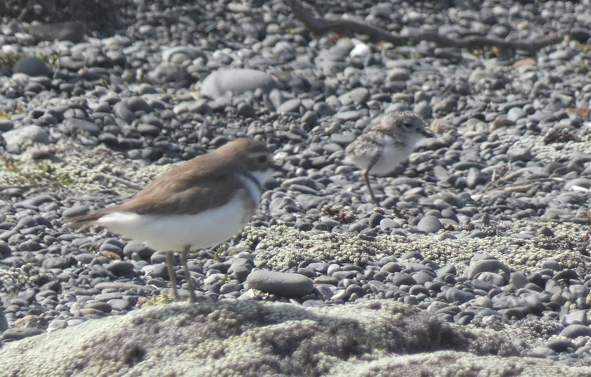 Double-banded Plover - ML491104091