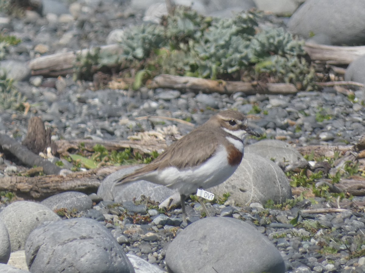 Double-banded Plover - ML491104111
