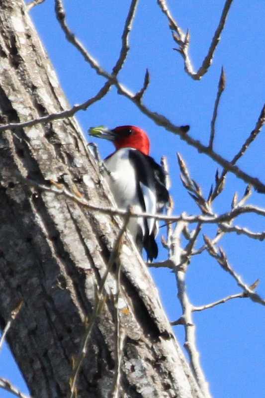 Red-headed Woodpecker - Helen Baines