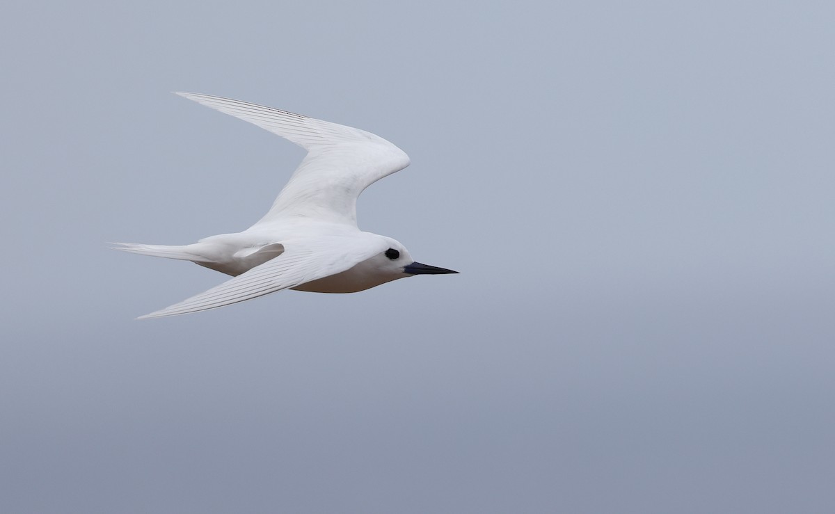 White Tern - ML491104231