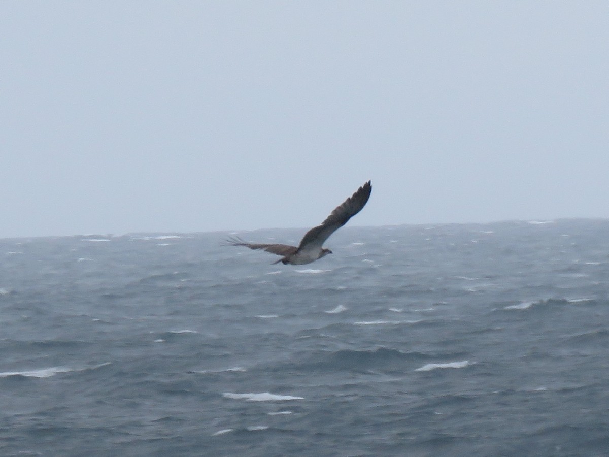 White-bellied Sea-Eagle - ML491104241