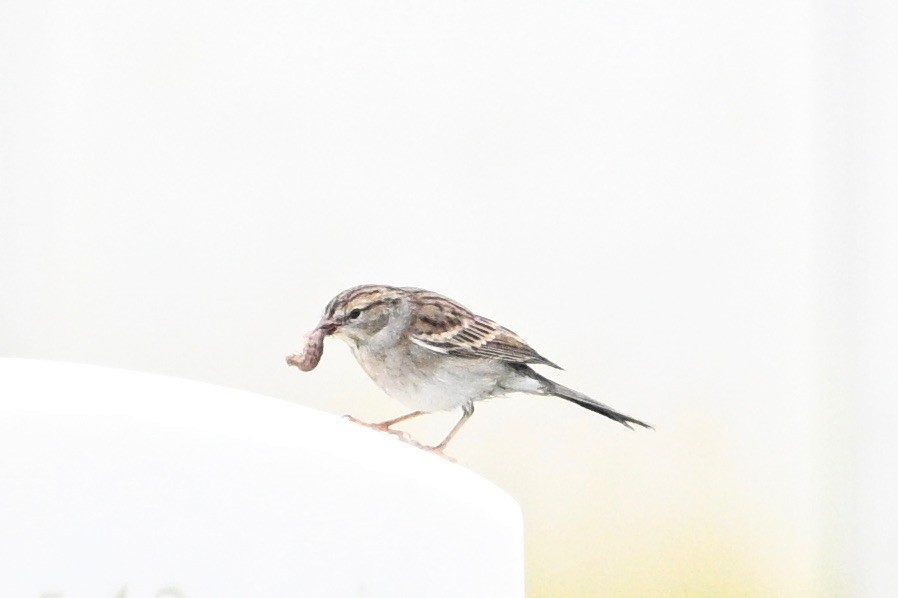 Chipping Sparrow - ML491104381