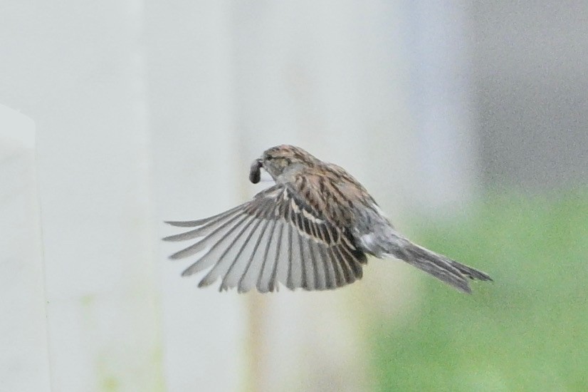 Chipping Sparrow - ML491104391