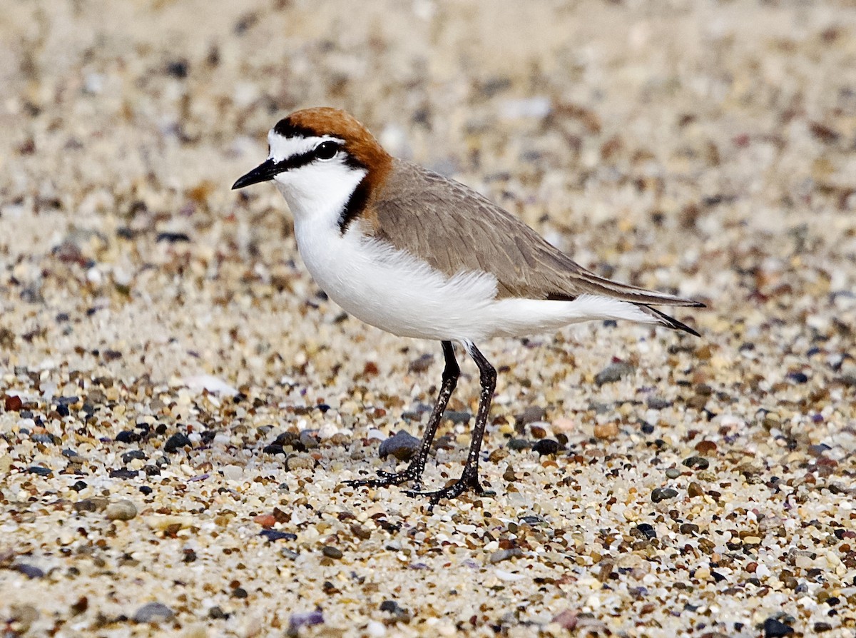 Red-capped Plover - ML491104471