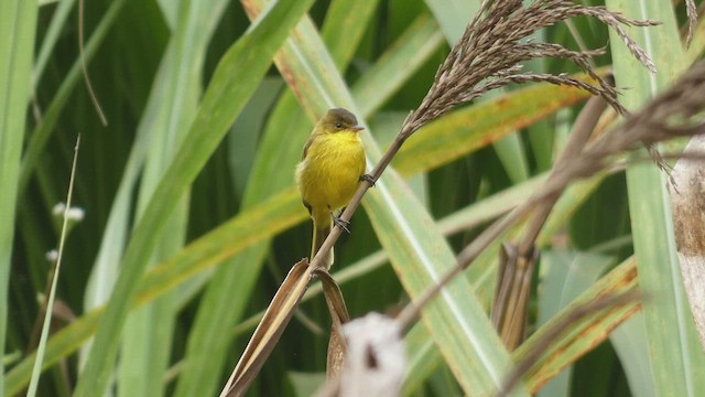 African Yellow-Warbler - ML491108851