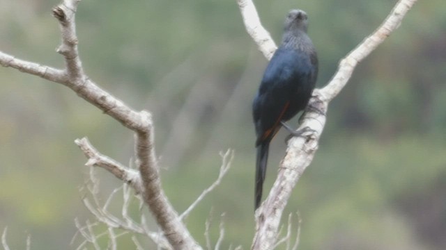 Red-winged Starling - ML491108931