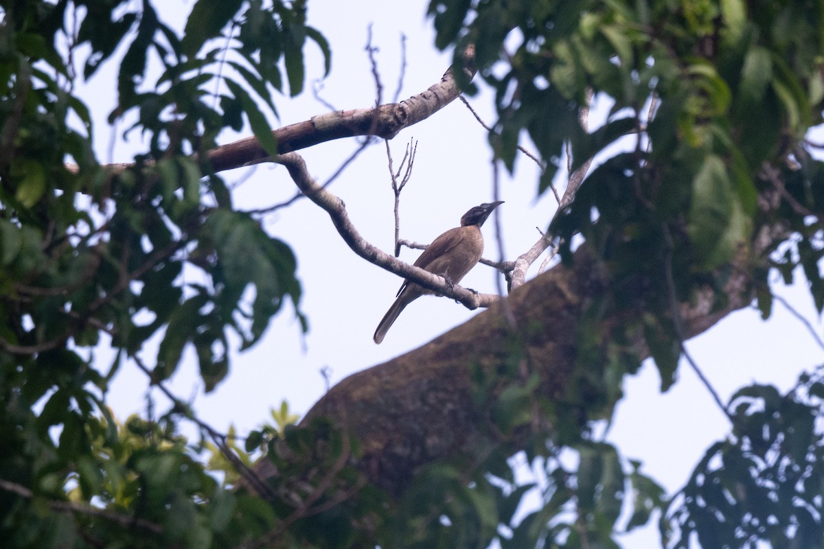 Helmeted Friarbird (New Guinea) - ML491109341