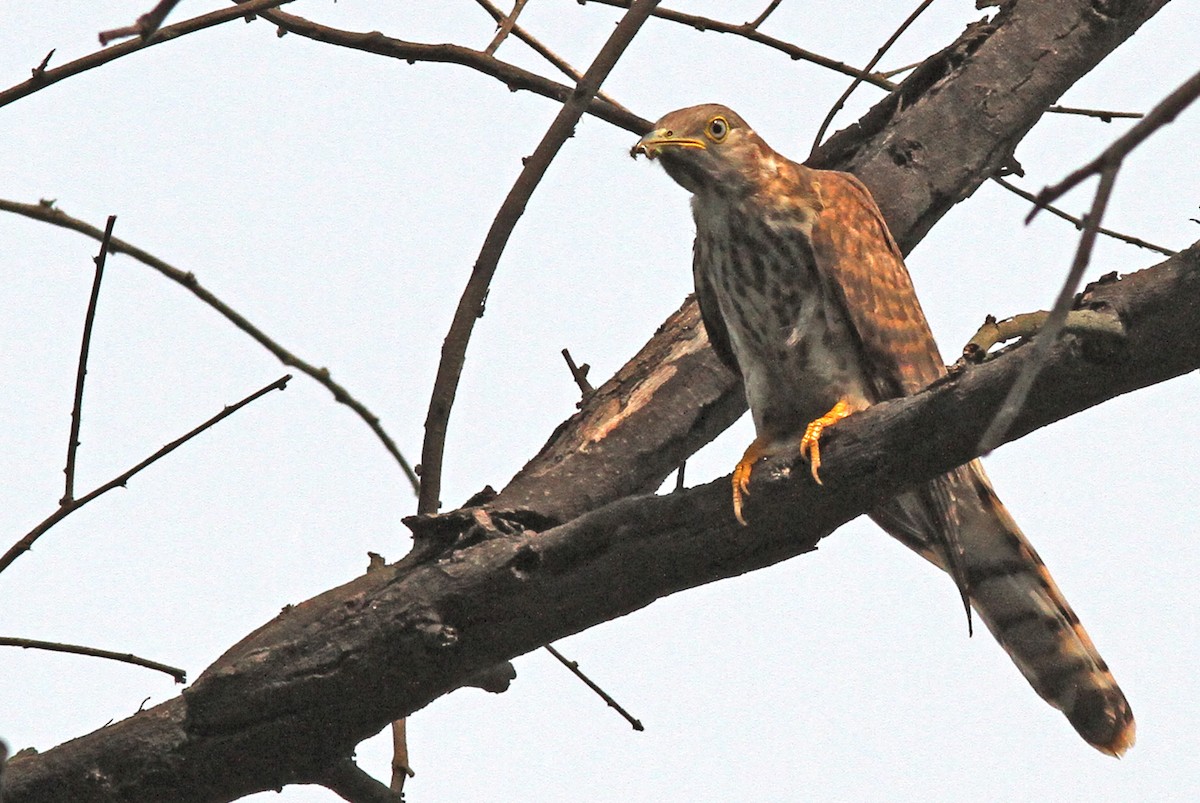 Common Hawk-Cuckoo - ML491111641