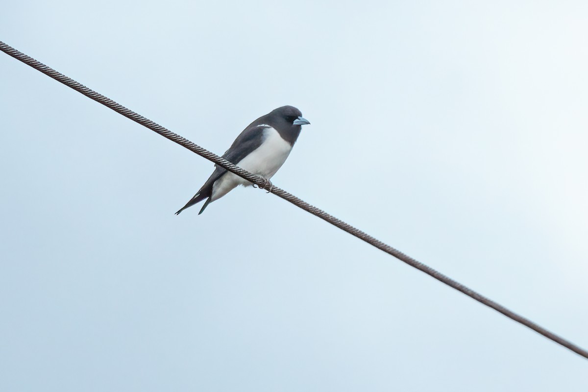 Great Woodswallow - Nige Hartley