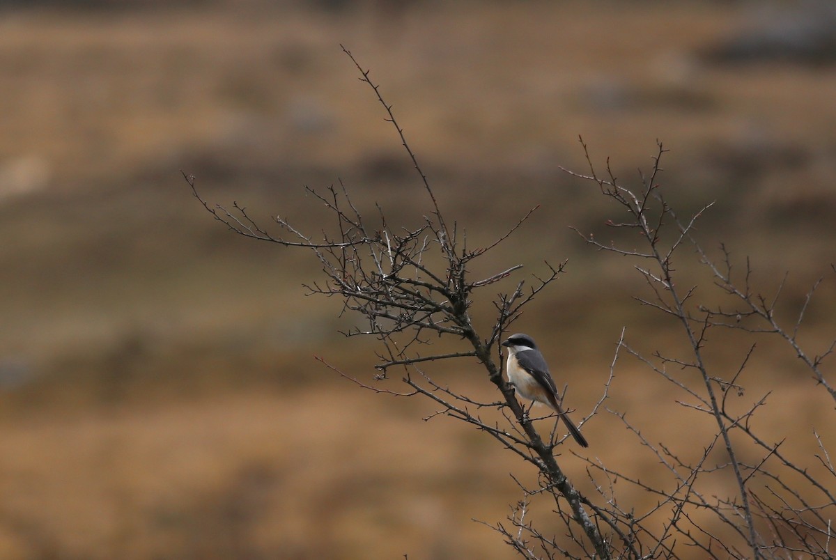 Long-tailed Shrike - Peter Hosner
