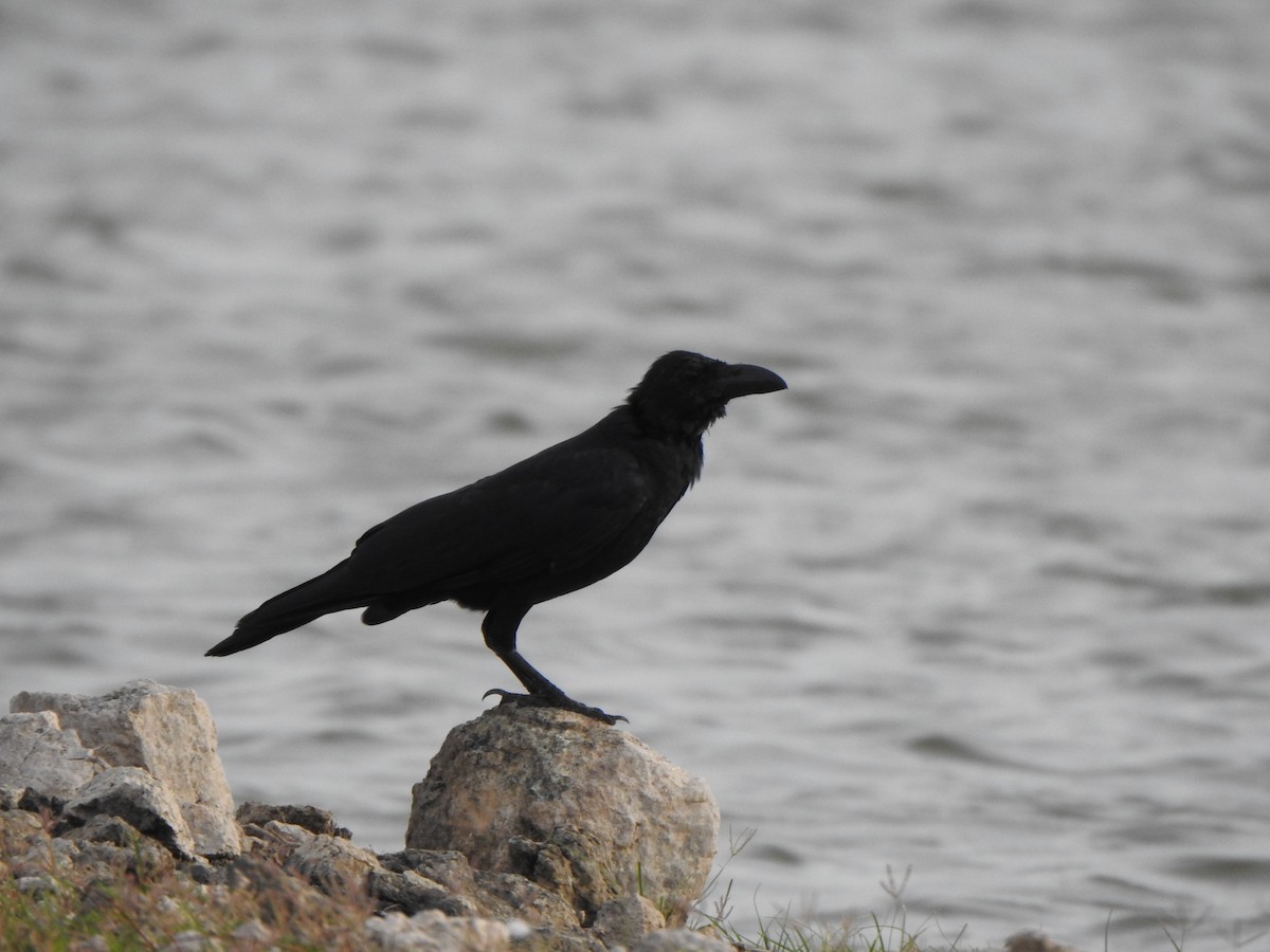 Large-billed Crow - ML491120621