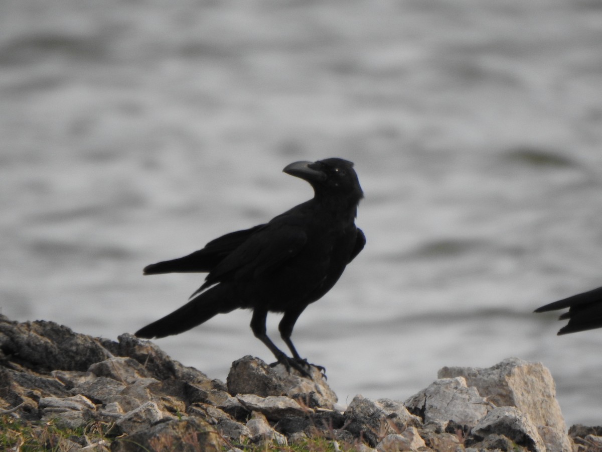 Large-billed Crow - ML491120651