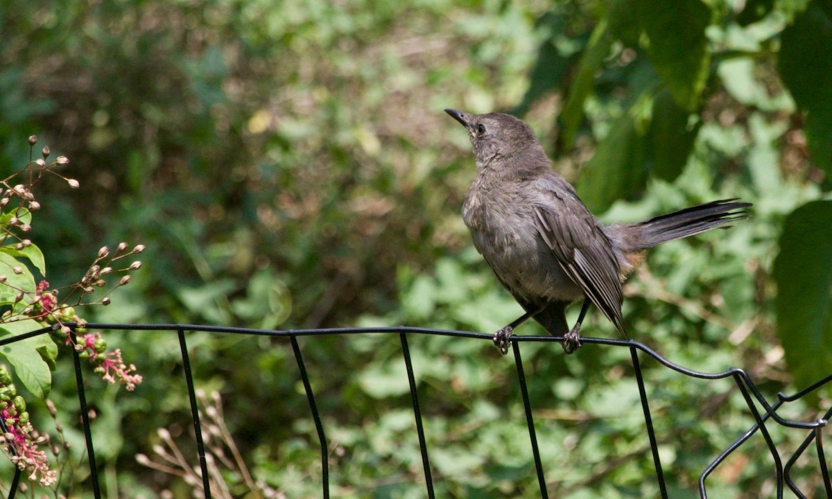 Gray Catbird - Loyan Beausoleil