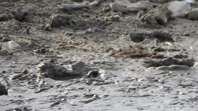 Tibetan Sand-Plover - ML491121741
