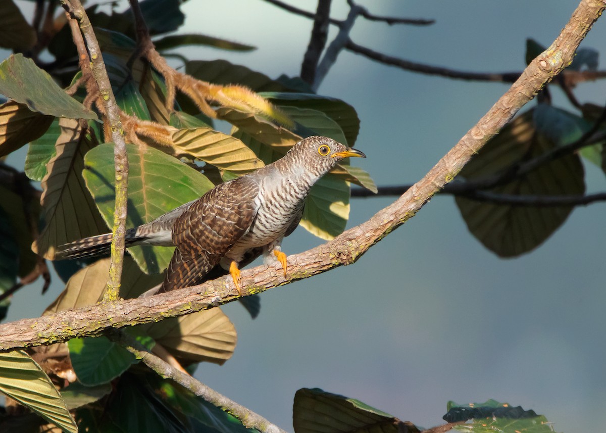 Common Cuckoo - Ayuwat Jearwattanakanok