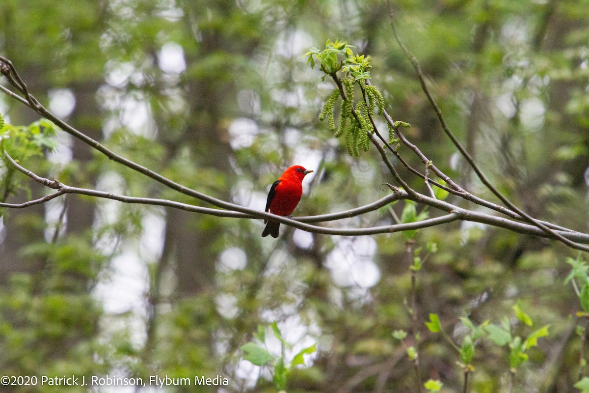 Scarlet Tanager - ML491127331