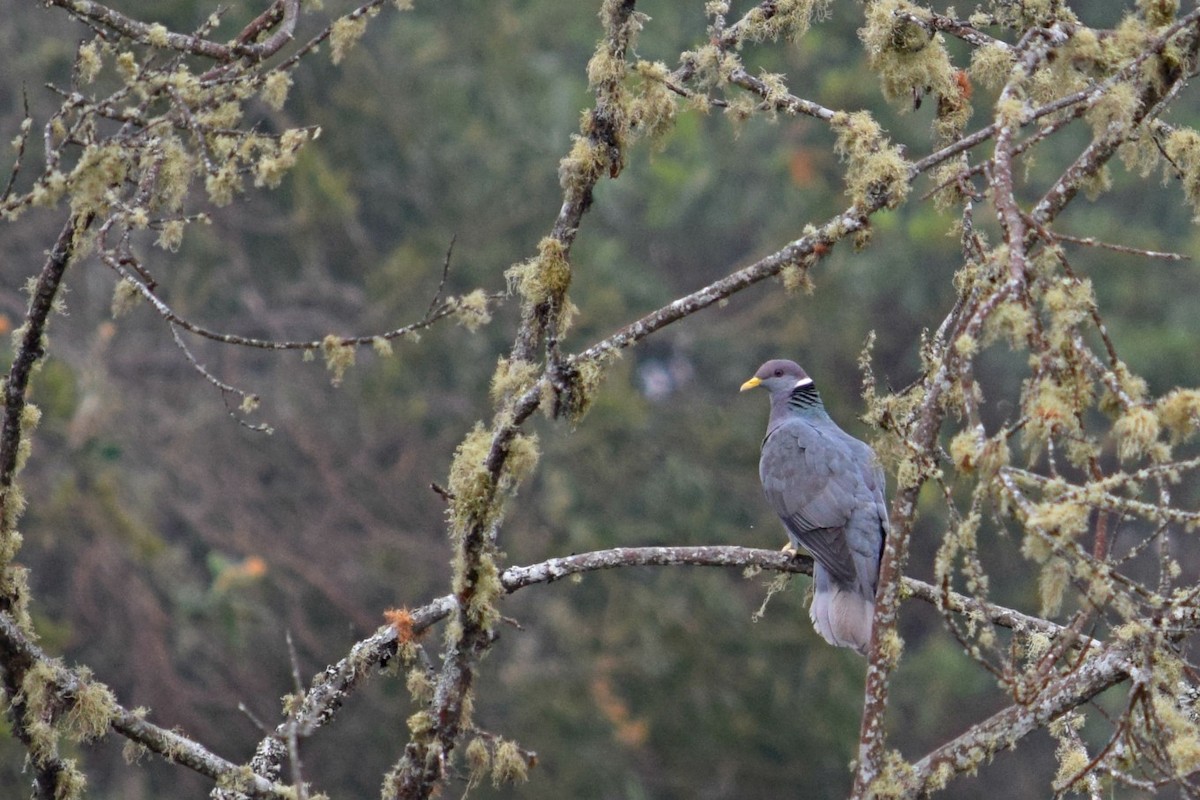 Band-tailed Pigeon (White-necked) - Annette Teng