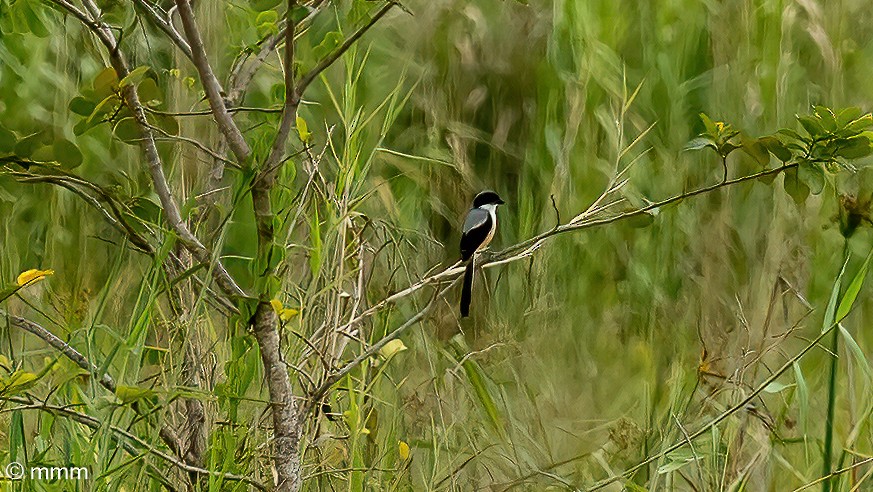Long-tailed Shrike - ML491128391