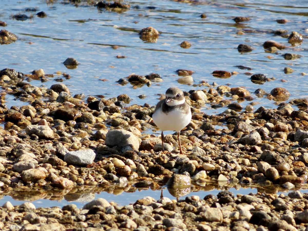 Semipalmated Plover - ML491133301