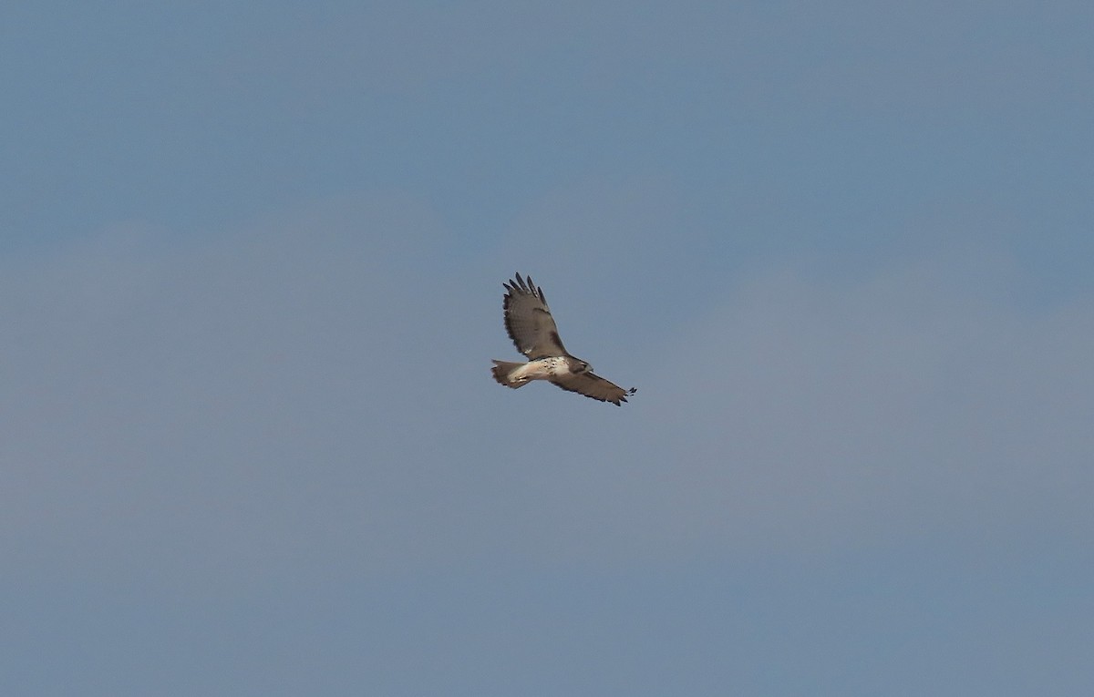 Red-tailed Hawk (borealis) - ML491134471