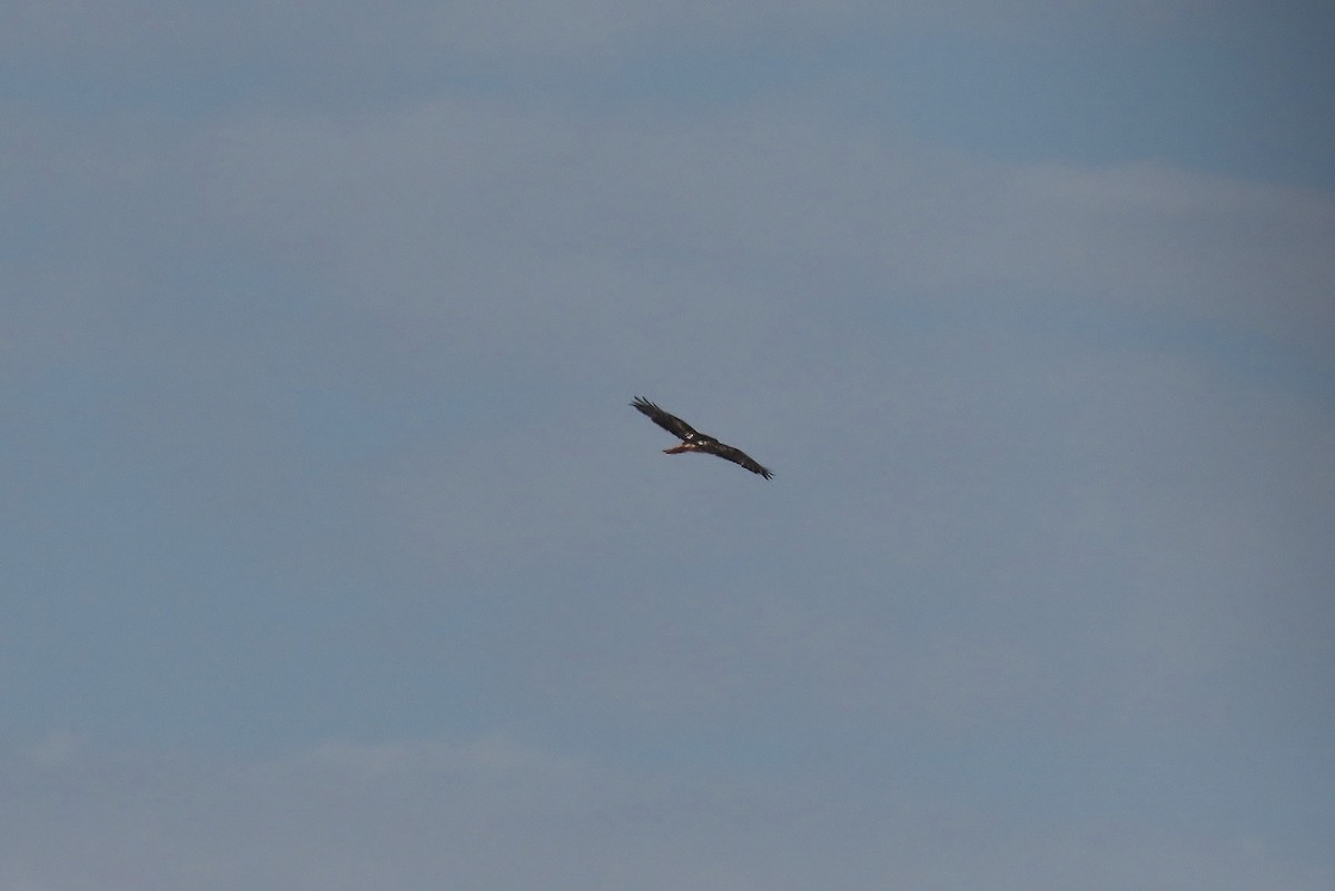 Red-tailed Hawk (borealis) - ML491134481