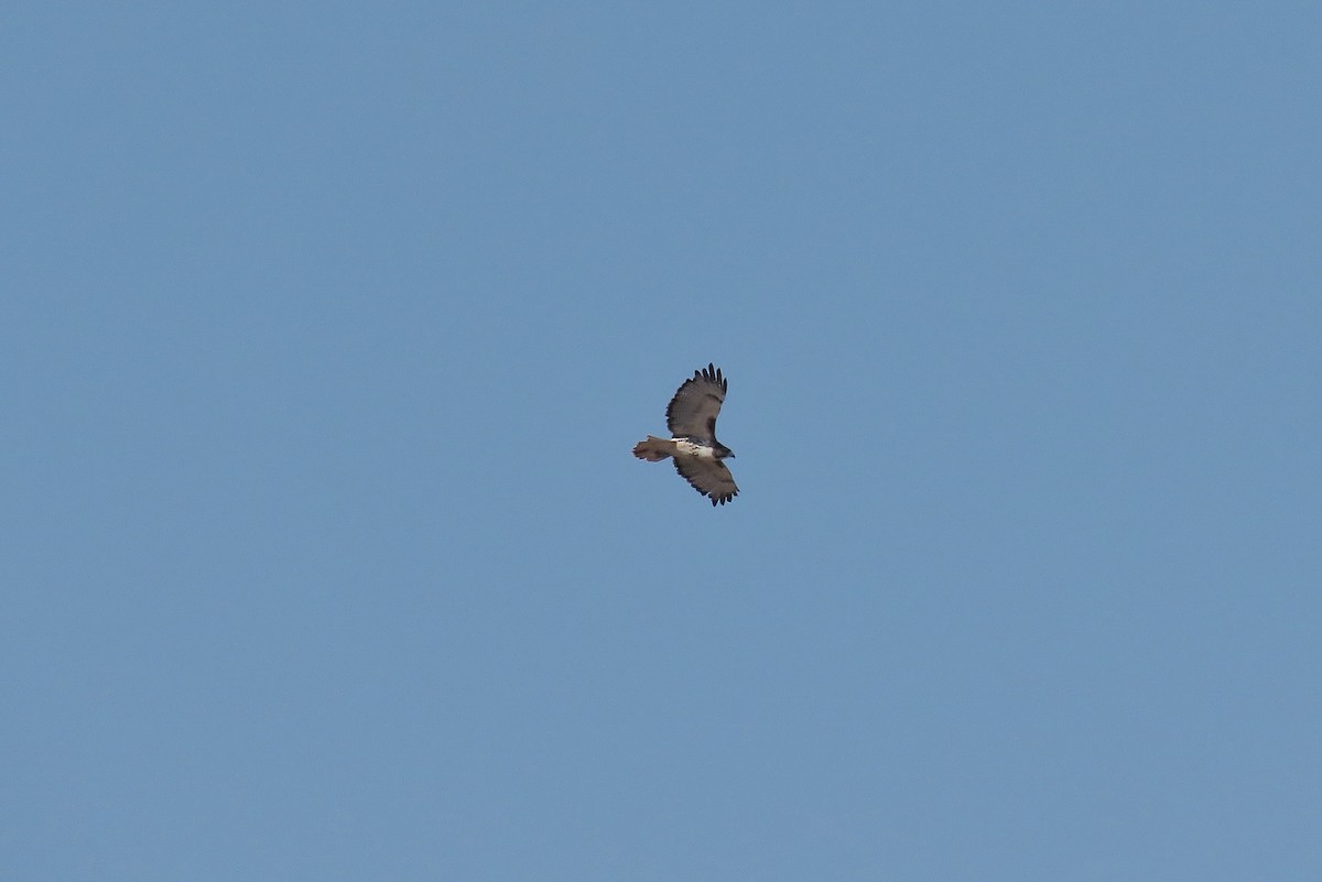 Red-tailed Hawk (borealis) - ML491134501