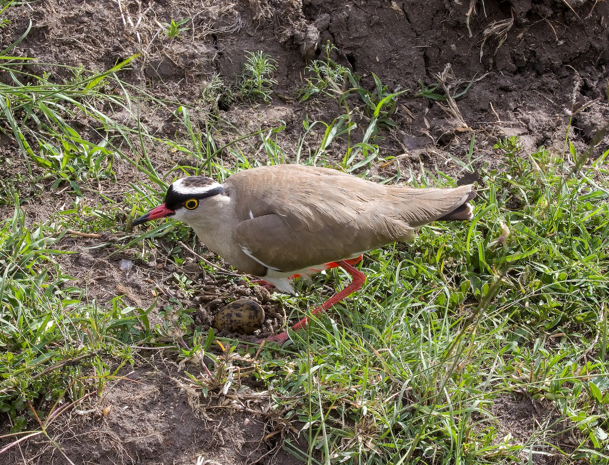 Crowned Lapwing - ML491135261