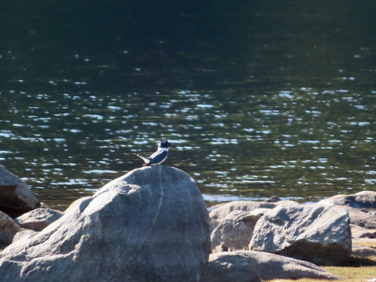 Belted Kingfisher - ML491135611
